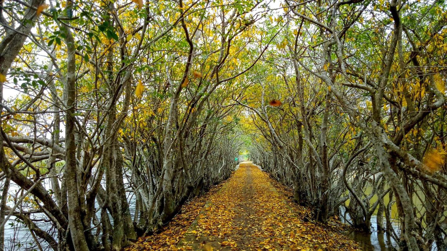 Rú Chá Mangrove Forest Hue